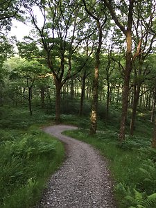 First Step. forest path Scotland